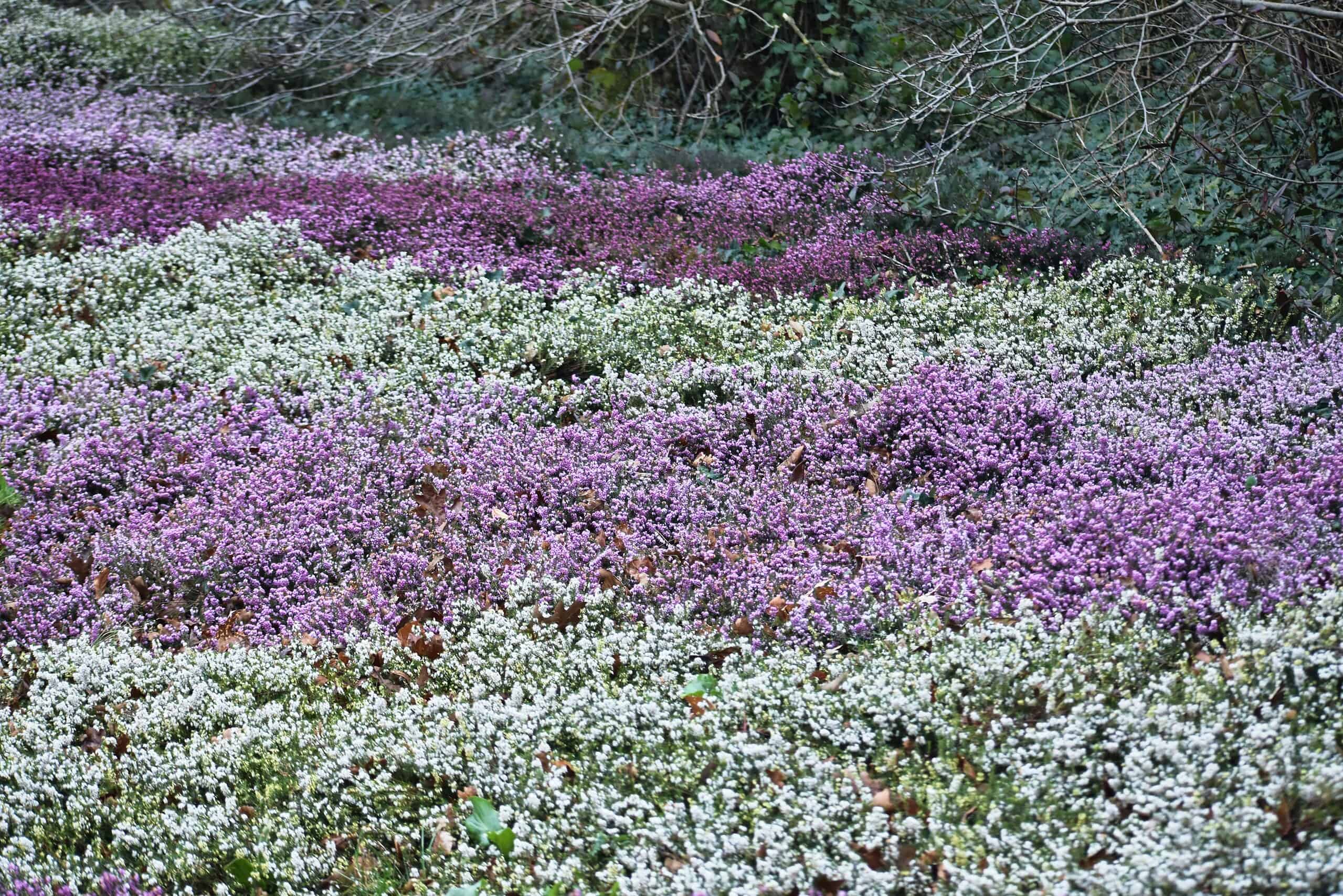 Walkable ground cover of purple and white heather-like flowers forming a dense, low-growing carpet across a garden slope.