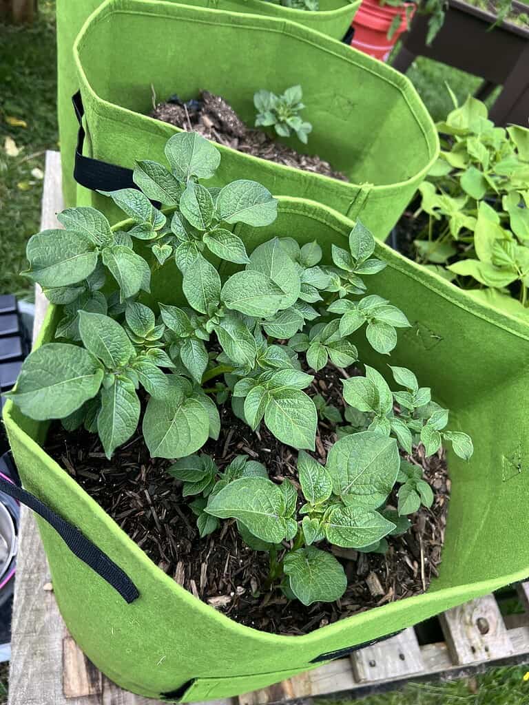 Green fabric grow bags with young leafy vegetable plants.
