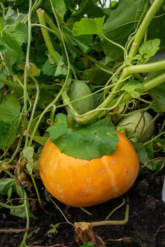 A ripe orange squash growing on a vine among large green leaves, with smaller unripe squash visible in the background in a garden.