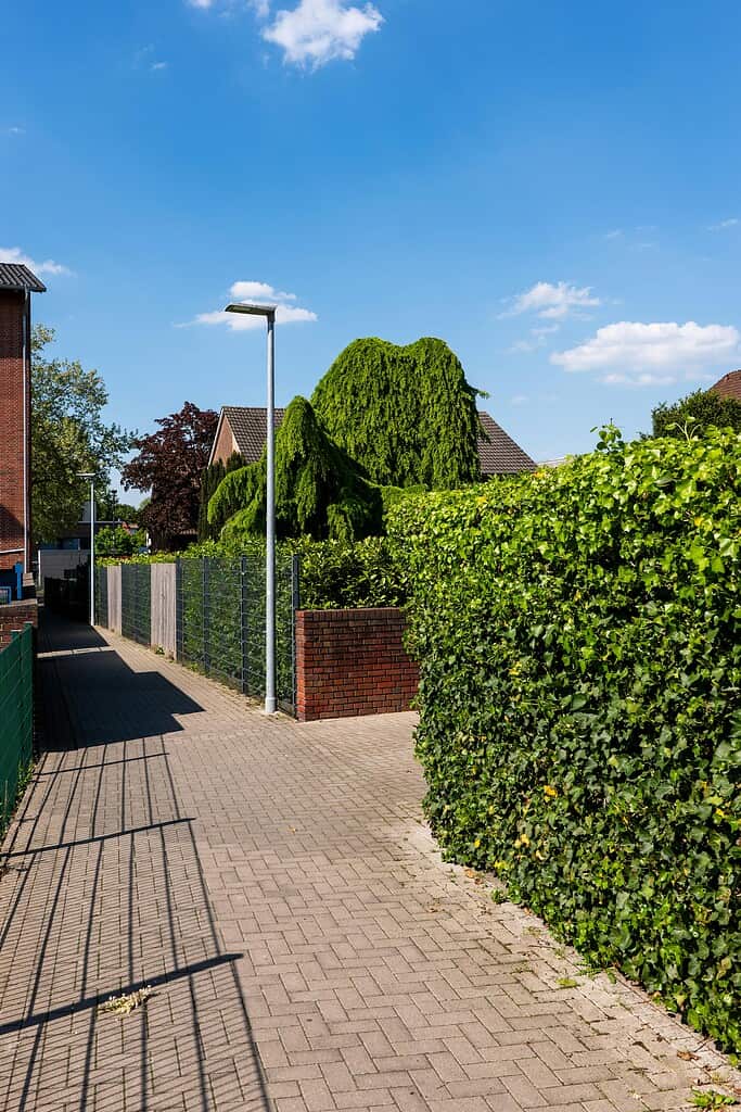 Paved residential walkway lined with tall green hedges and a streetlamp under a clear blue sky
