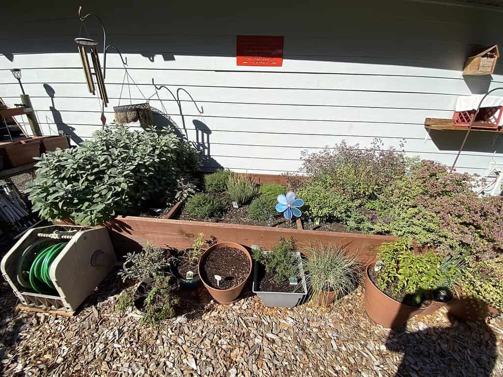 Home herb garden with various plants growing in raised beds and pots, source for fresh herbs to dry
