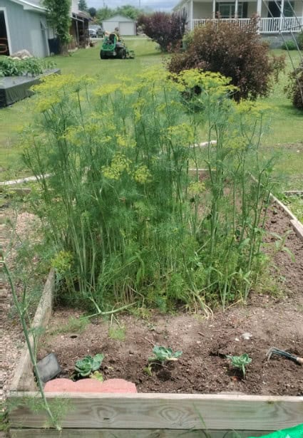 Raised garden bed with mature dill plants going to seed alongside young vegetable starts