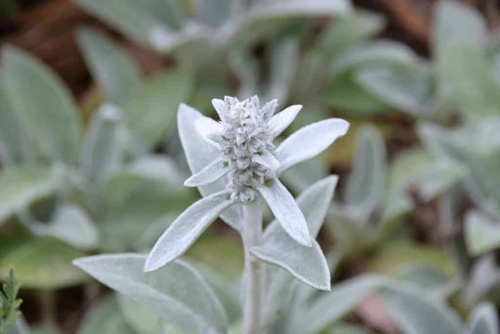 Soft, fuzzy white plant with star-like leaves and a central flower spike.
