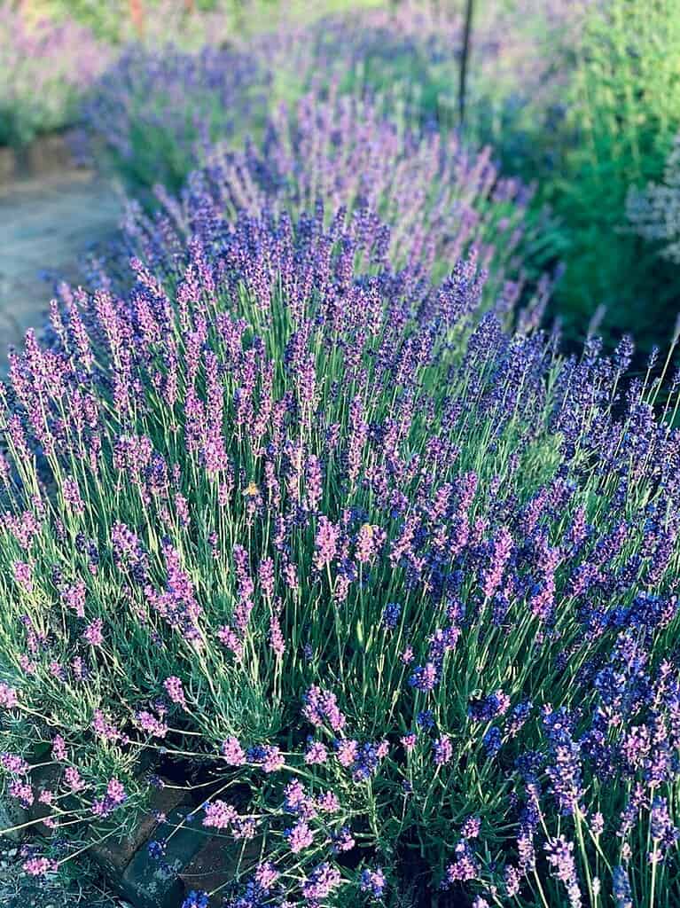 A dense row of blooming lavender plants forming a fragrant and colorful border