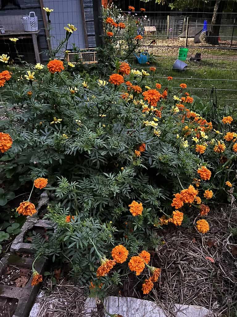 Vibrant marigold flowers blooming in a backyard garden bed, attracting pollinators and helping deter pests