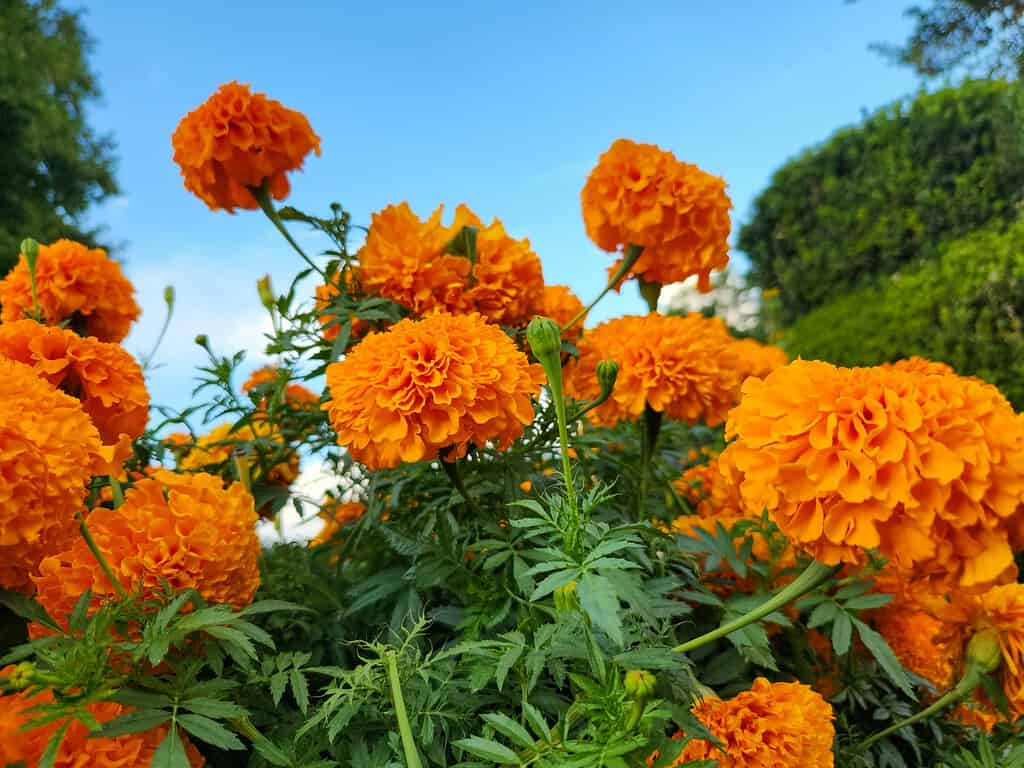 Bright orange marigold flowers blooming against a blue sky.
