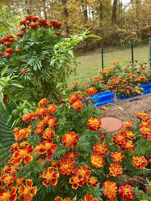 Marigold flowers blooming in a backyard garden bed with vibrant orange and red petals in autumn setting