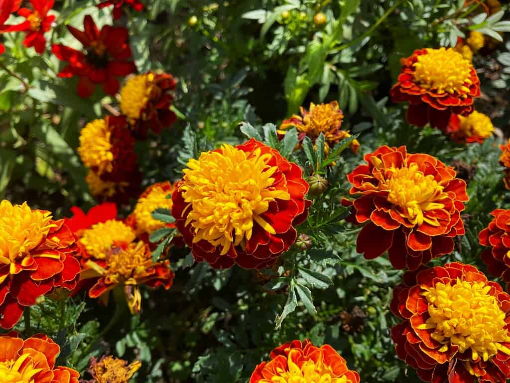 Bright orange and yellow marigold flowers in full bloom.