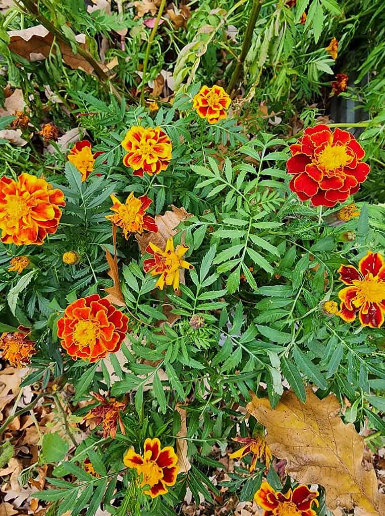 French marigold flowers with red and yellow blooms growing in garden with green foliage and fallen leaves