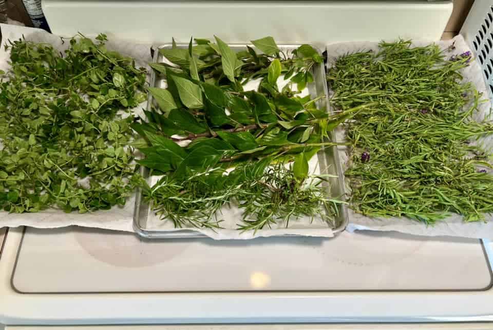 Fresh herbs laid out on trays to dry, preparing them to become dry herbs
