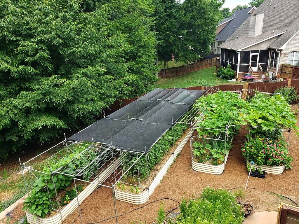 Mini-farm backyard with raised garden beds, trellised vegetables, and shade cloth over crops near a home
