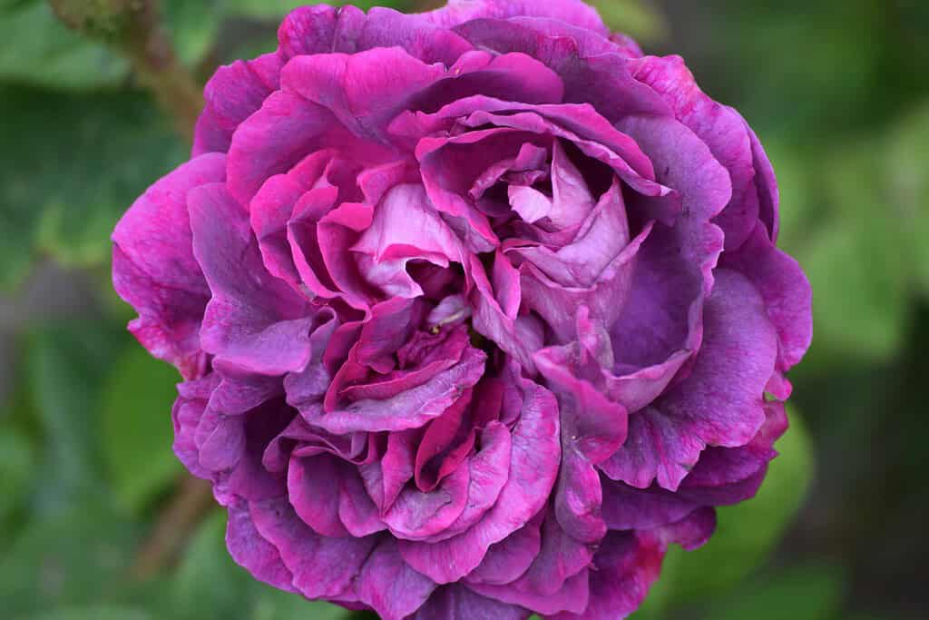 Close-up of a ruffled purple-pink rose in bloom.
