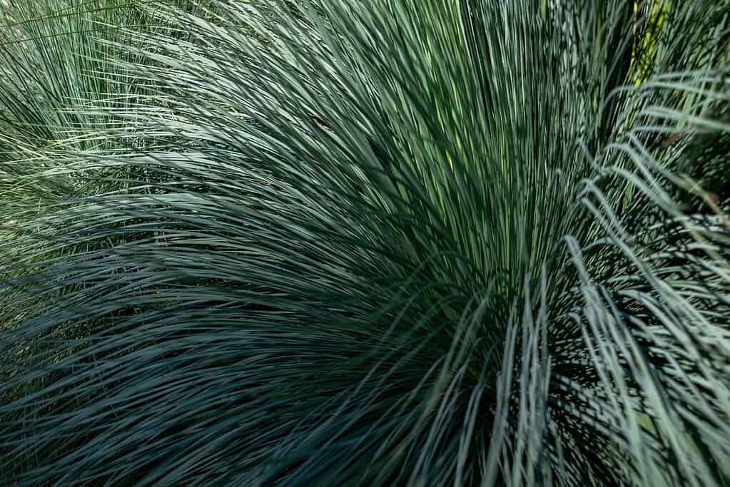 Dense clump of long, thin green ornamental grass blades.
