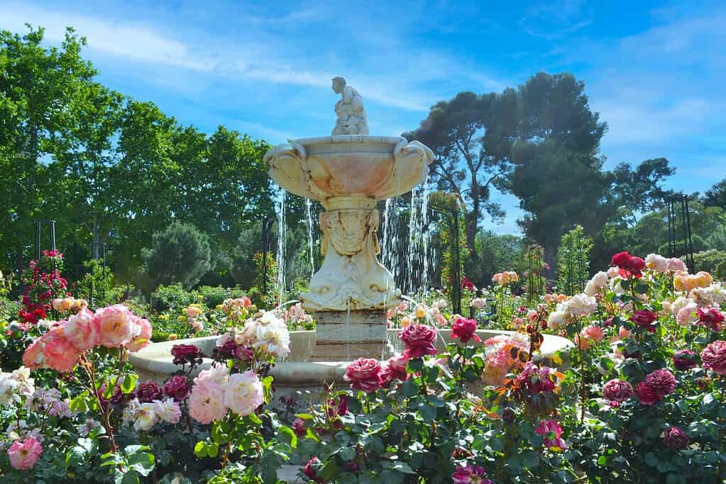 Outdoor water fountain with classic tiered design surrounded by blooming roses in a garden