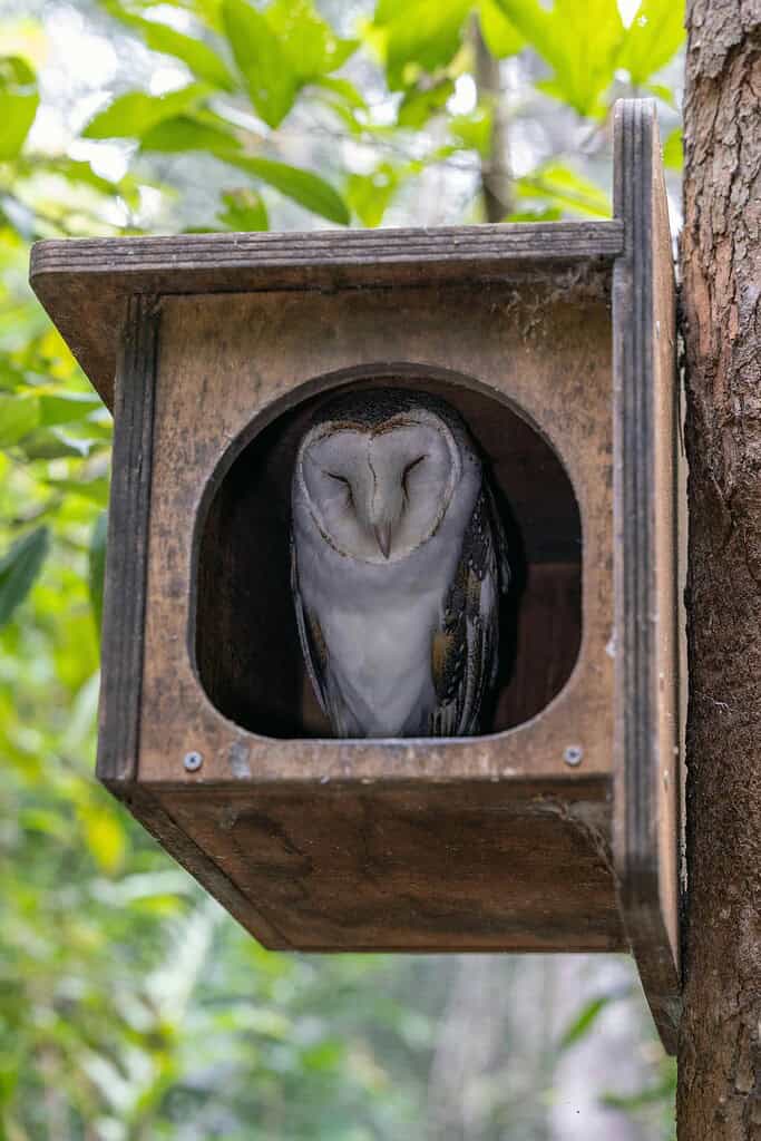 Barn owl resting inside wooden owl nest box mounted on tree in forest setting