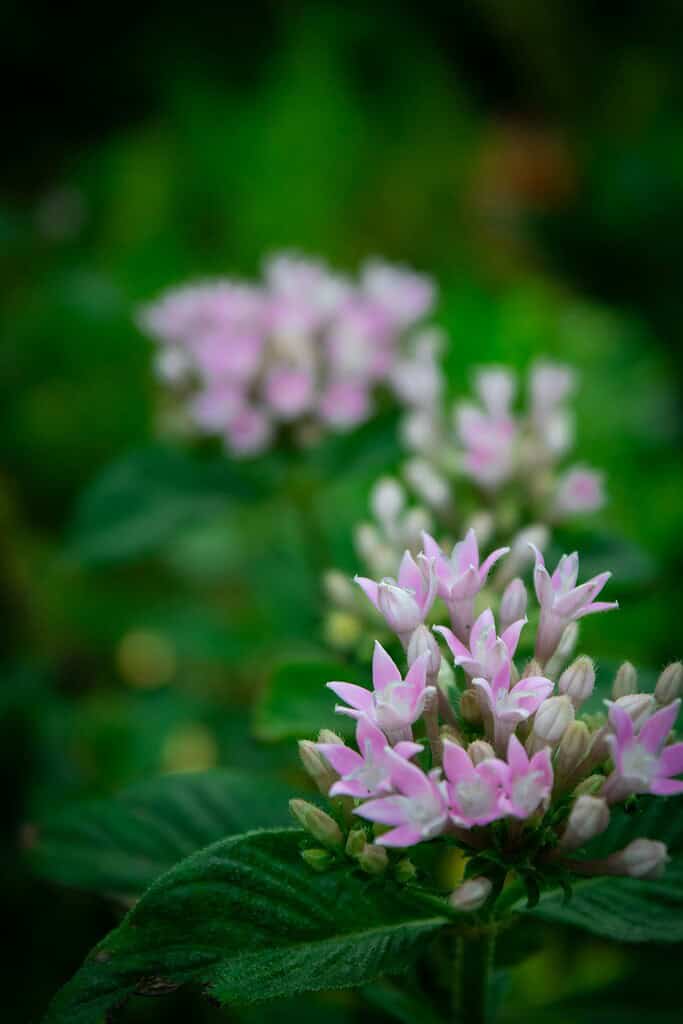 Small cluster of pale pink star-shaped flowers with buds against a soft green background.
