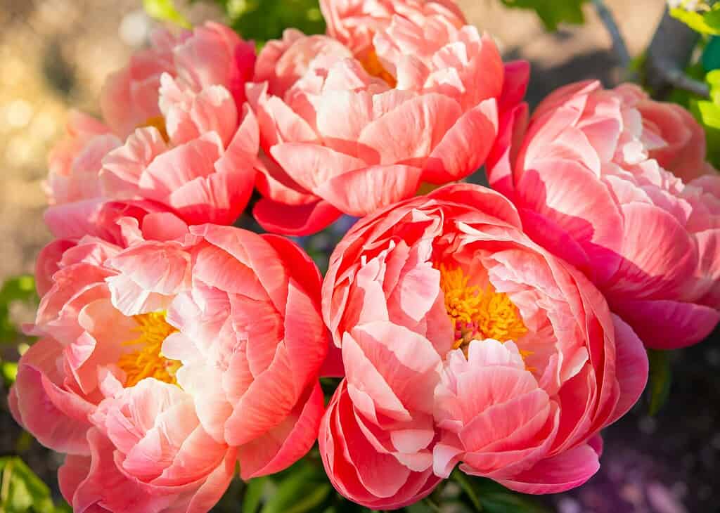 Close-up of pink peony flowers with yellow centers
