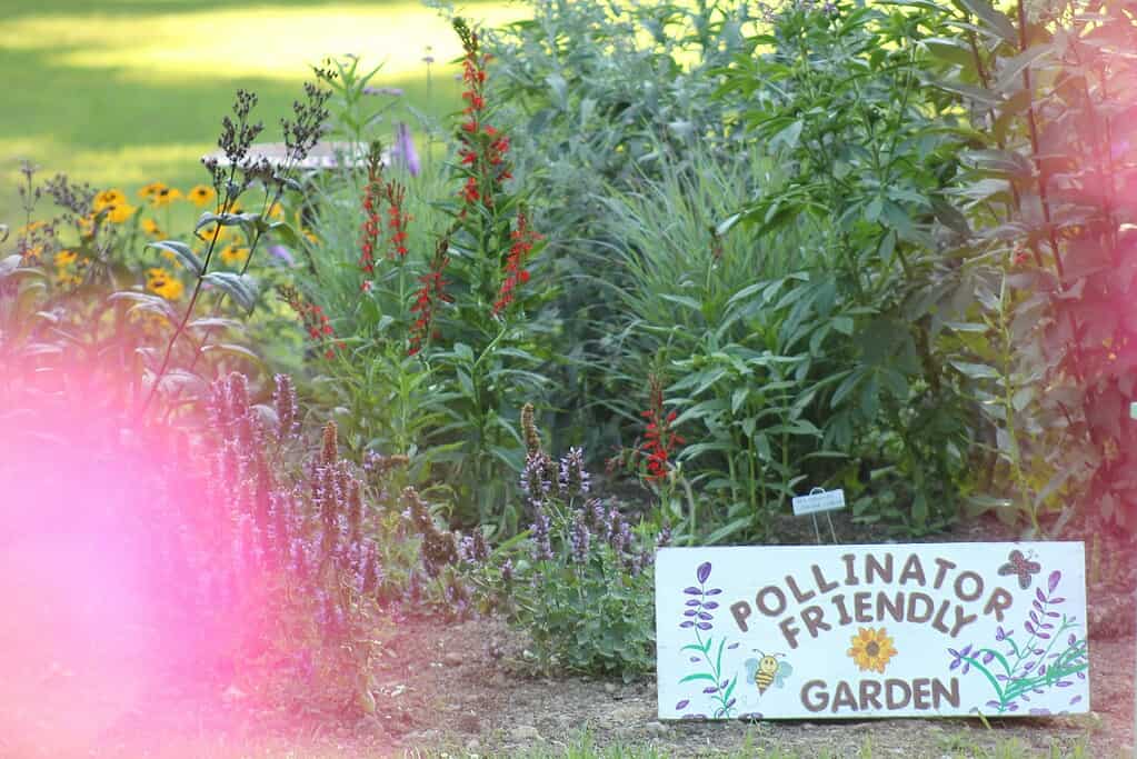 Backyard garden with colorful pollinator-friendly flowers and a “Pollinator Friendly Garden” sign among lush greenery
