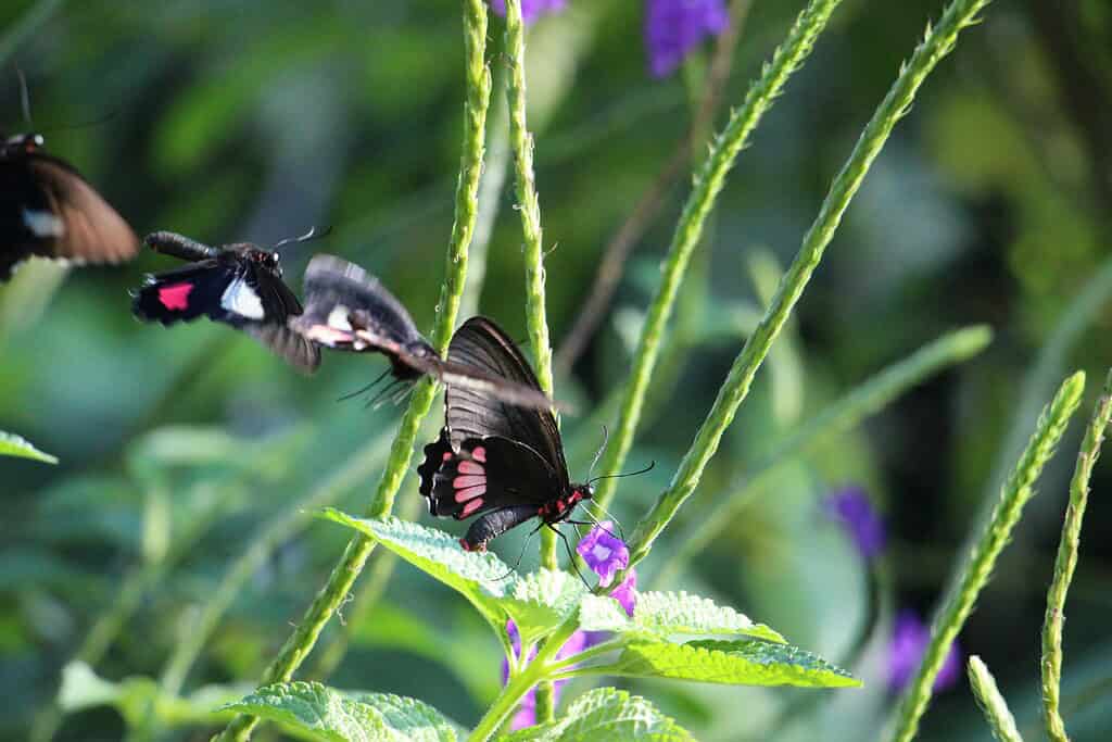 Butterflies feeding on purple flowers in a vibrant summer garden