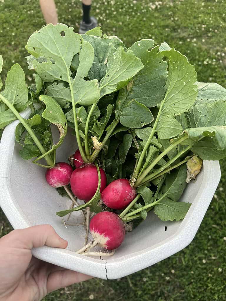 Freshly harvested radishes with leafy tops in a bowl, held outdoors.
