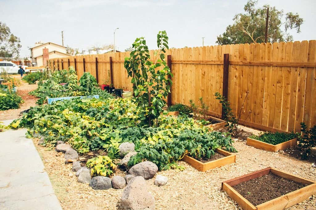 A productive backyard garden with raised beds and lush plants arranged along a wooden fence