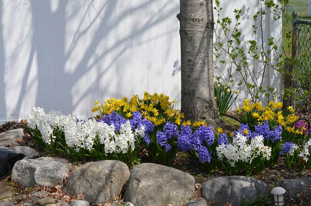 Raised rock garden bed with blooming hyacinths and daffodils bordered by natural stones along a white fence.