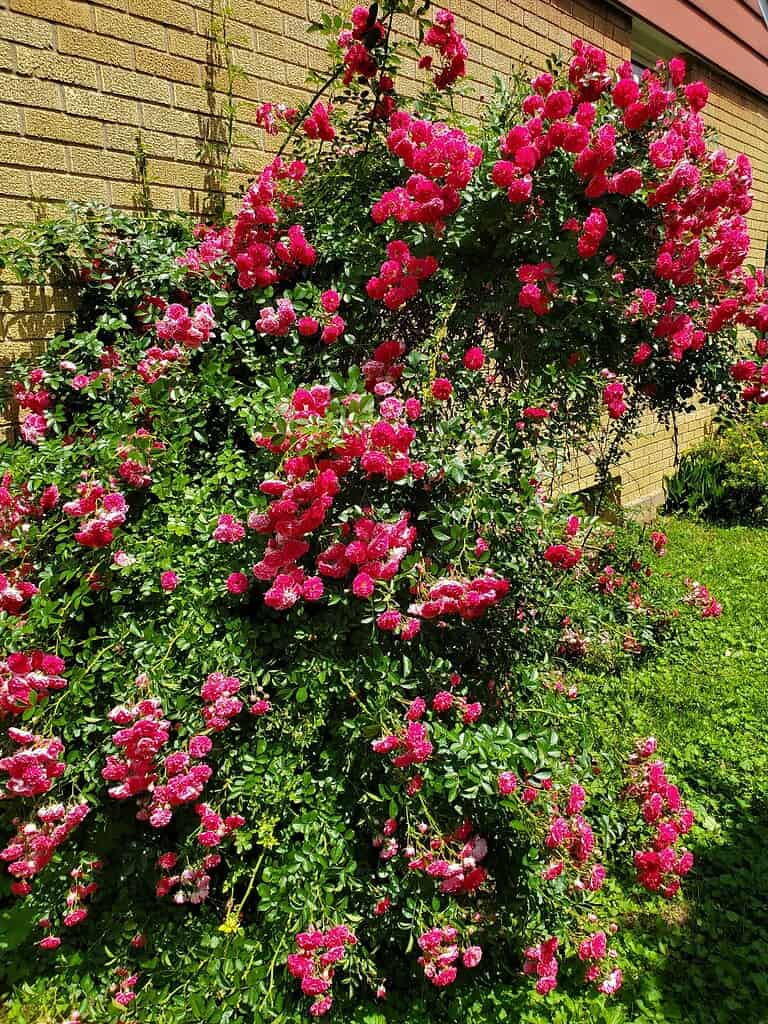 Bright pink climbing roses blooming густly against a yellow brick wall in a garden.