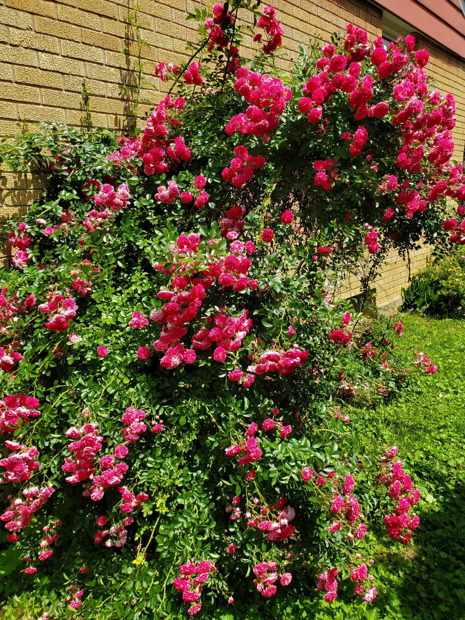Bright pink climbing roses blooming густly against a yellow brick wall in a garden.