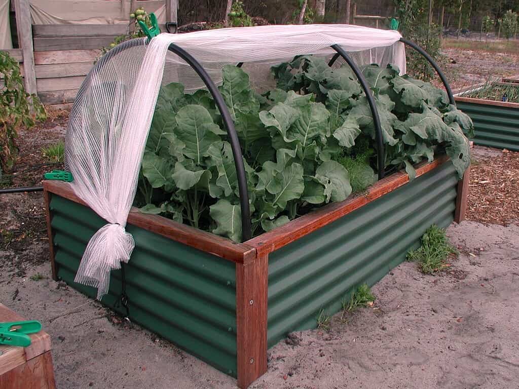 Raised metal garden bed with leafy greens covered by a protective mesh tunnel.