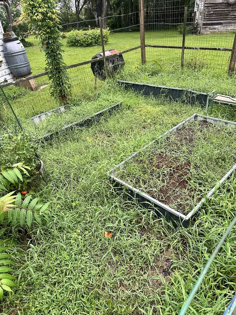 Overgrown raised garden beds surrounded by tall grass in a fenced backyard.

