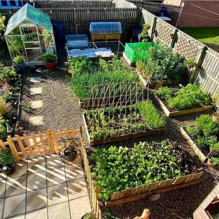 Organized backyard vegetable garden with multiple raised beds, a small greenhouse, and gravel paths.