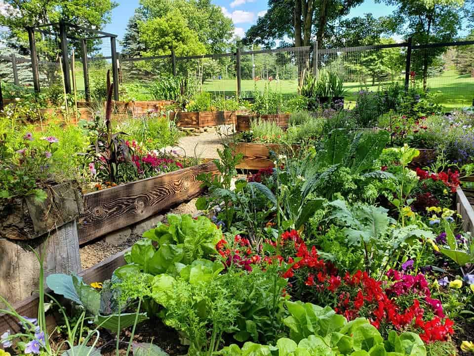 Lush summer garden with raised beds full of vegetables, leafy greens, and colorful flowers