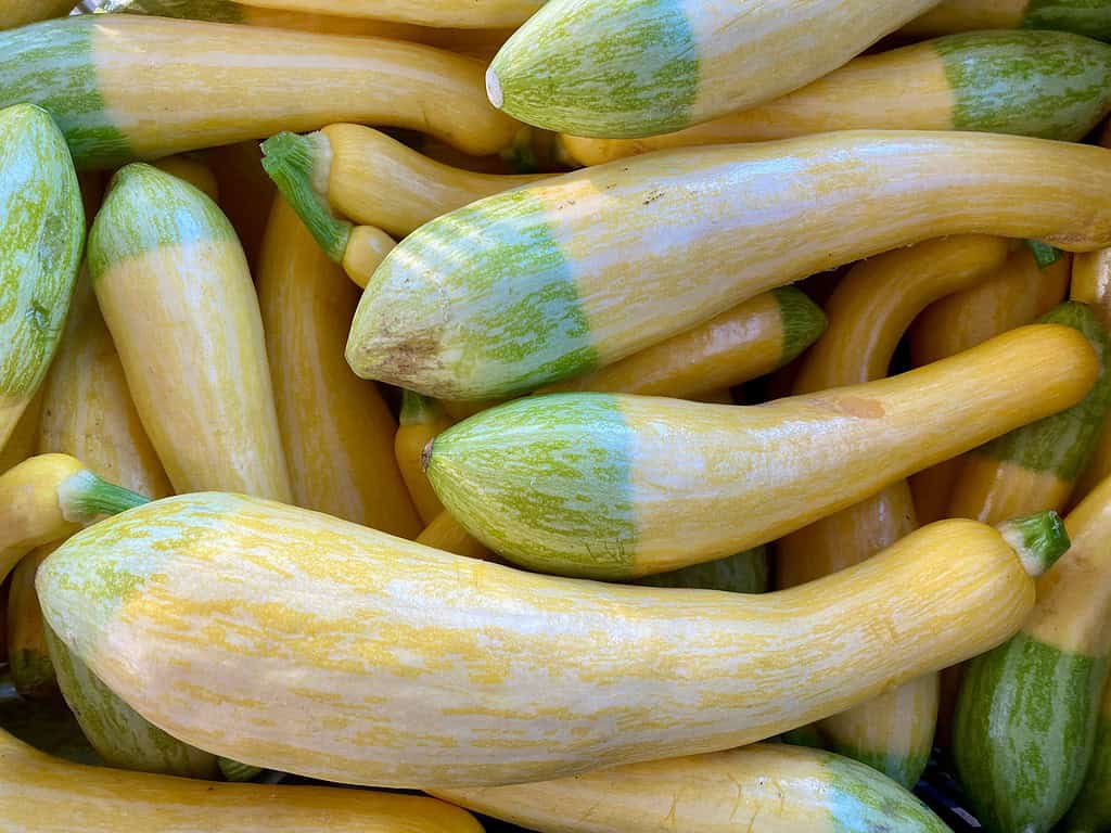 A pile of elongated yellow and green summer squash with smooth skin and tapered ends.
