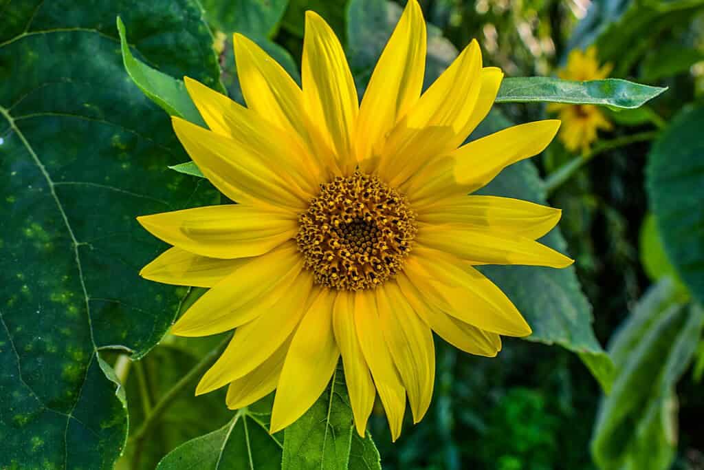 Bright yellow sunflower with a detailed center and green leaves.
