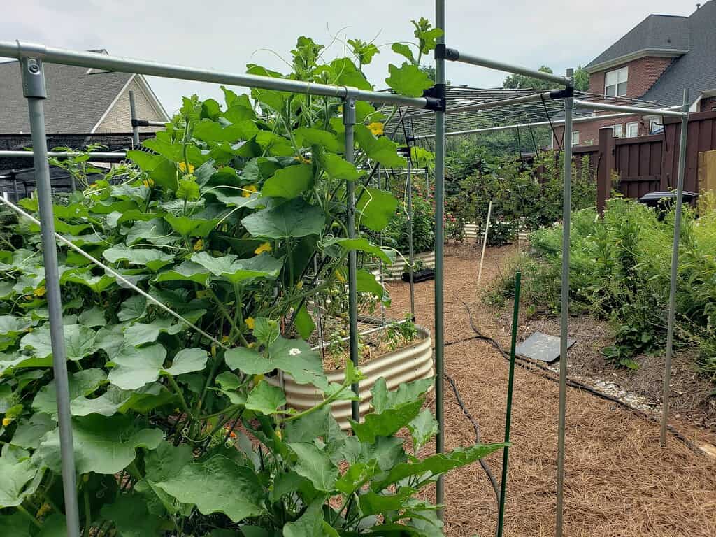 Mini-farm raised bed garden with trellised vining plants and drip irrigation in a backyard