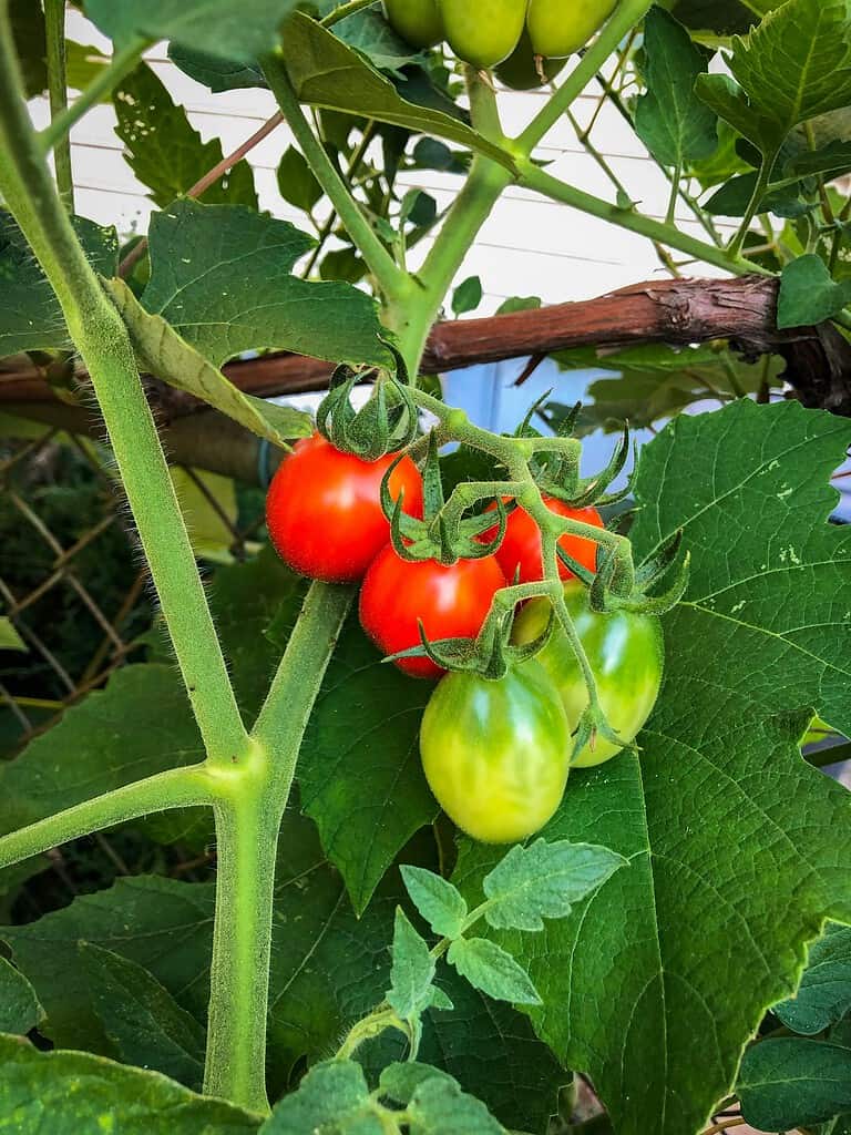 Ripening tomatoes on the vine in a lush summer garden