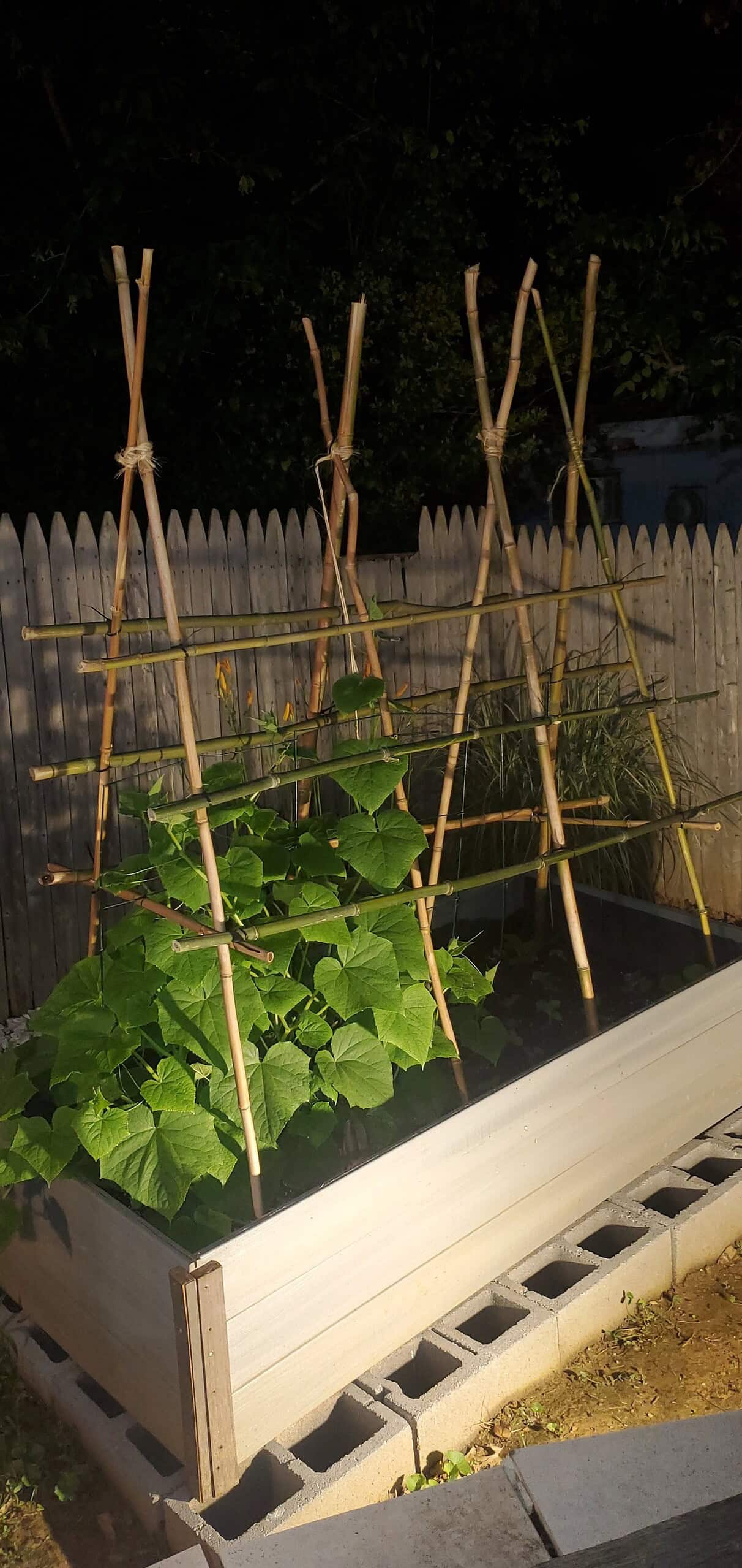 DIY bamboo garden trellis for climbing vegetables in raised bed at night