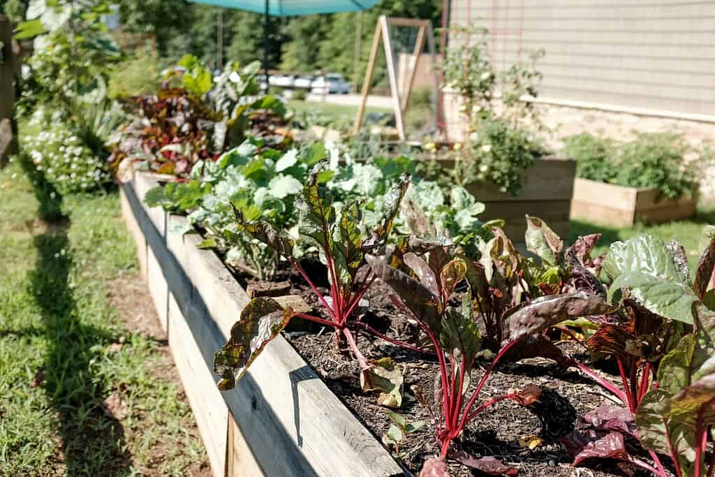 Raised wooden garden bed with rows of leafy vegetables