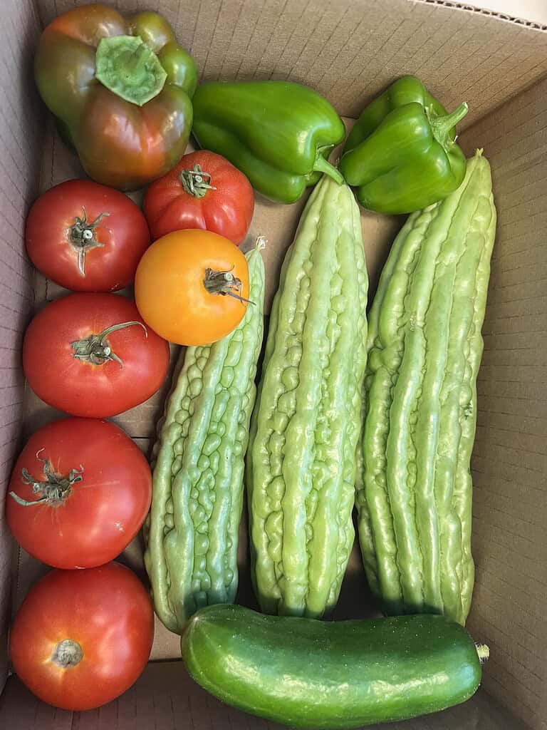 Mini-farm harvest box with fresh tomatoes, green peppers, bitter melon, and cucumber from backyard garden
