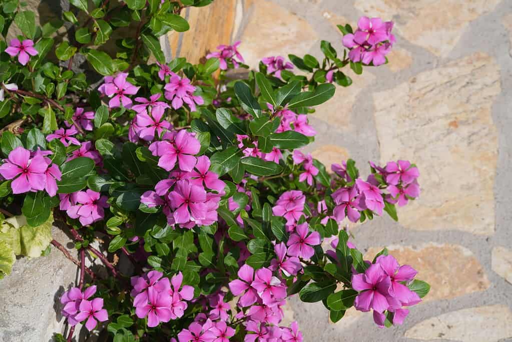 Pink periwinkle flowers growing beside a stone wall.
