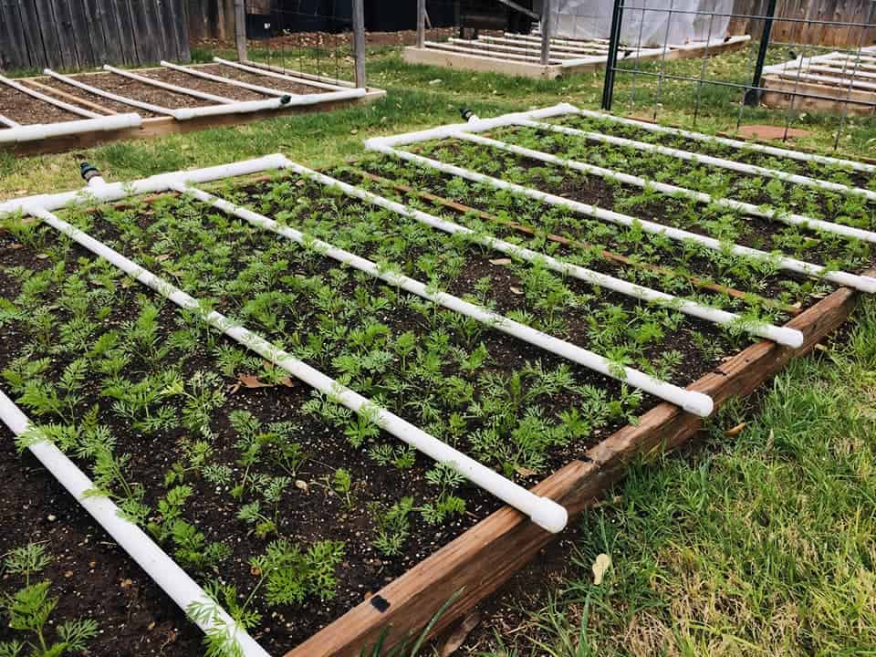 raised bed with drip irrigation lines and young vegetable seedlings growing in backyard garden