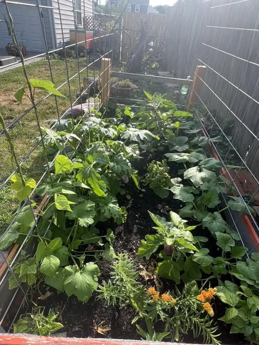 What to plant in June: thriving raised bed garden with squash, beans, eggplant, and summer vegetables growing in backyard trellis setup