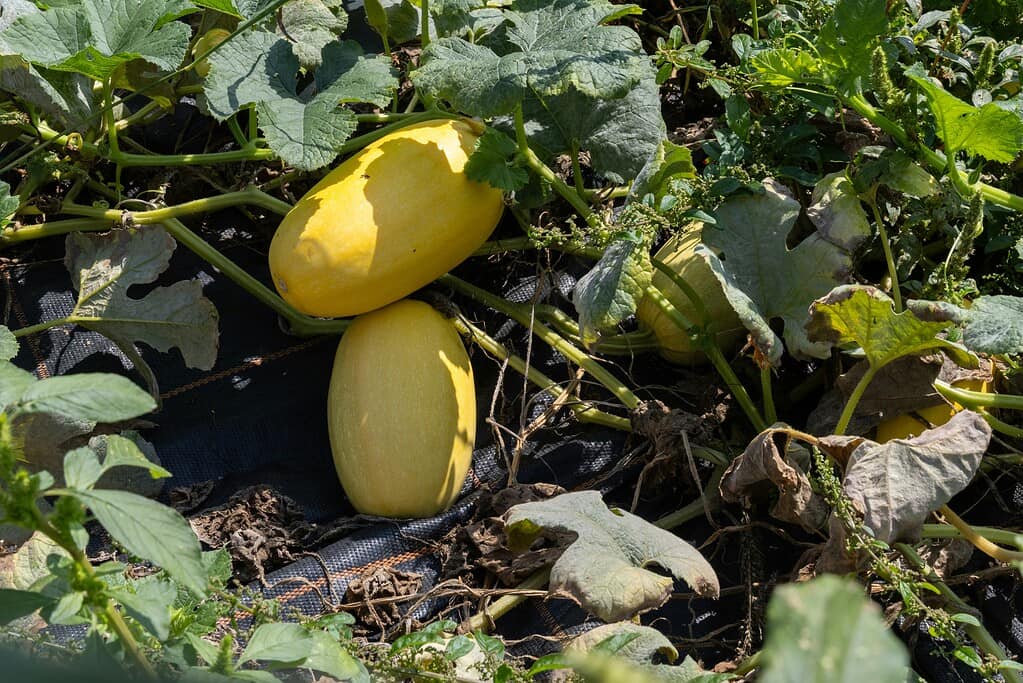 Yellow squash growing on a vine in a garden bed, surrounded by green leaves and some dried foliage, with multiple squash at different stages of ripeness resting on the soil.