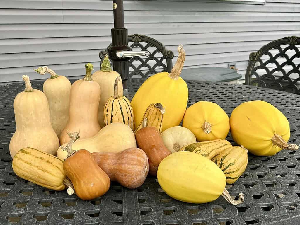 A variety of harvested winter squash, including butternut, spaghetti, and striped gourds, arranged on an outdoor patio table.