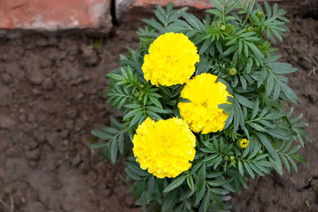 Yellow marigold flowers with full blooms growing in garden soil near brick border