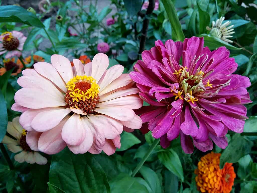Two blooming zinnia flowers in soft pink and deep magenta.
