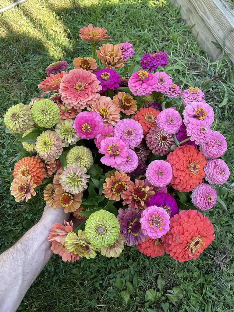 Colorful zinnias freshly picked from a backyard flower garden, featuring vibrant pink, orange, and yellow blooms