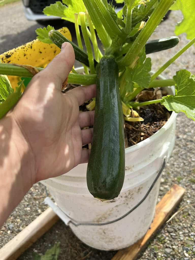 A hand holding a freshly grown zucchini on a compact squash plant in a container garden, with green leaves and stems surrounding the developing vegetable.
