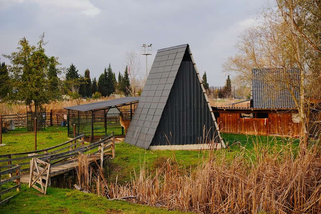 Rural farm buildings and fenced grassy pasture beside tall dry reeds.