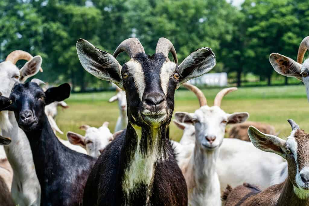 Alpine dairy goats standing together in a sunny pasture.
